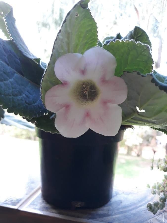 Gloxinia 2