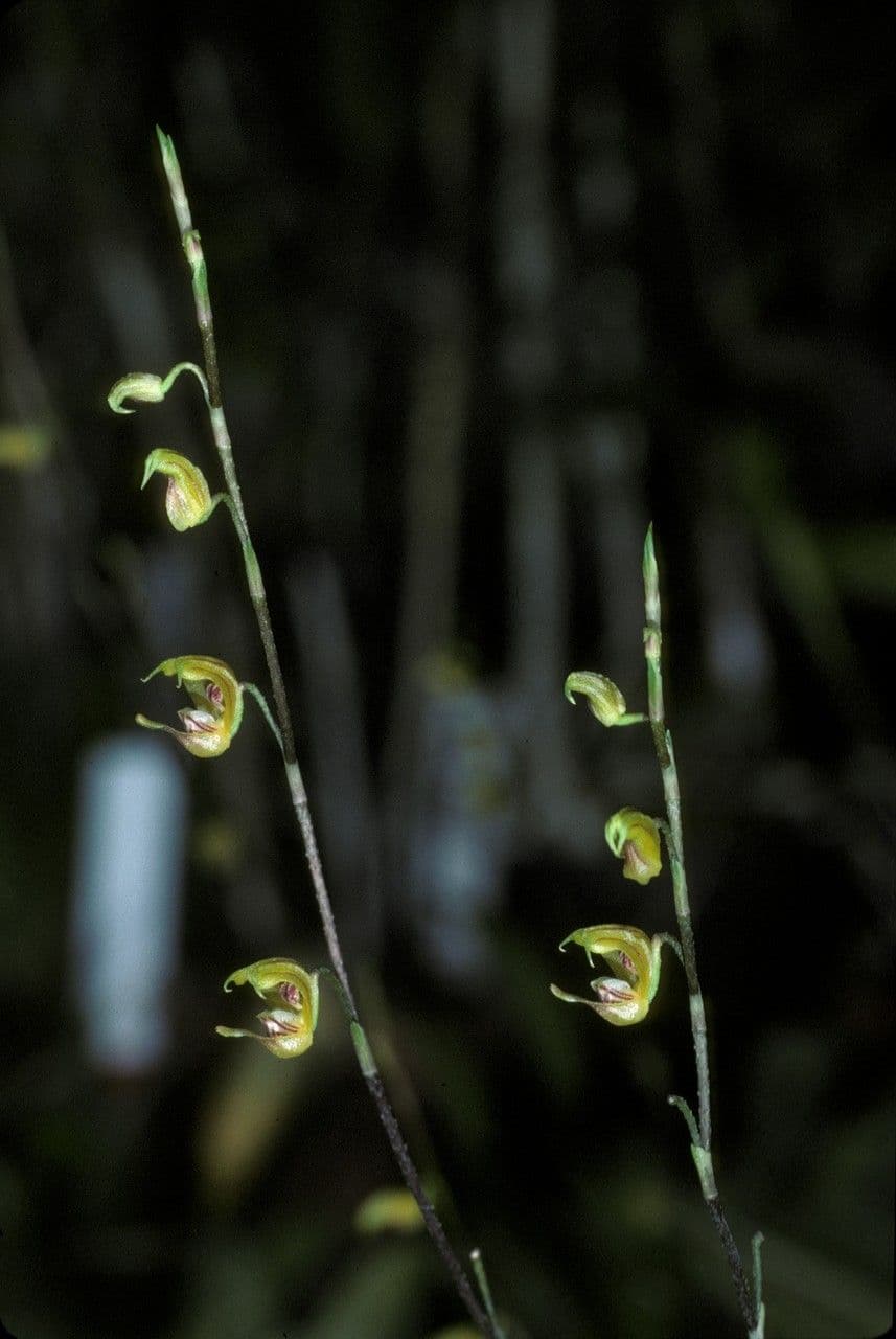 Scaphosepalum 2
