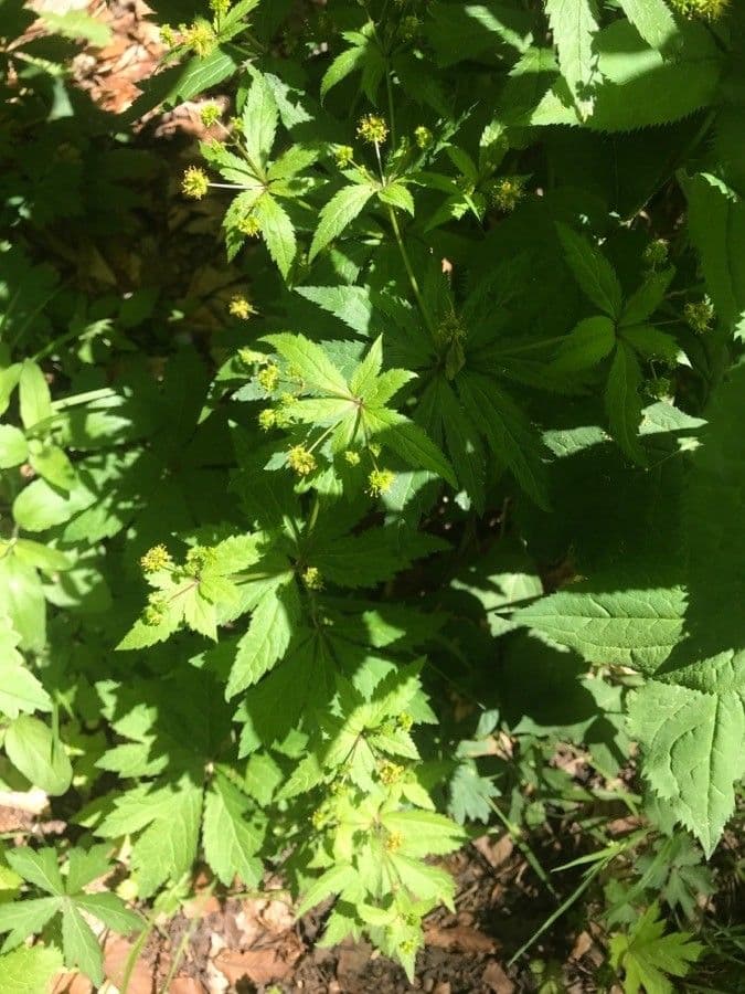 Sanicula canadensis 18