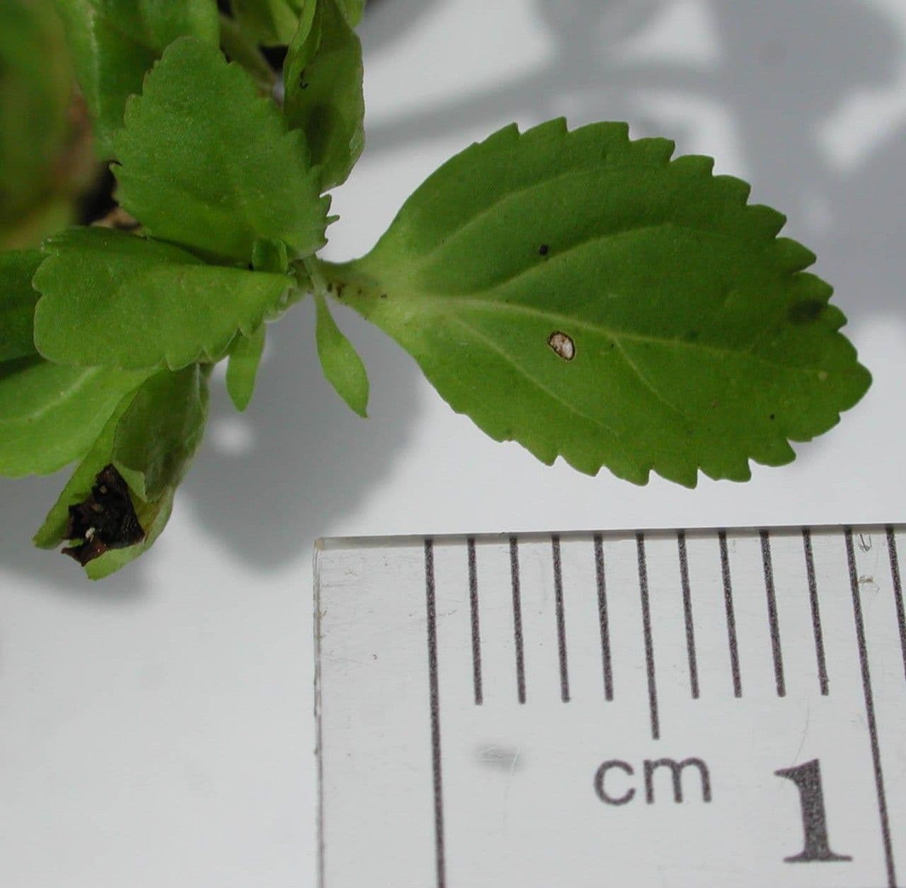 Mecardonia procumbens 22