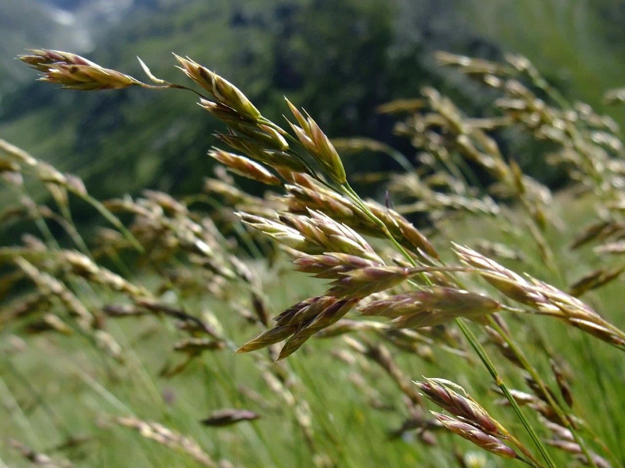 Festuca ovina 4