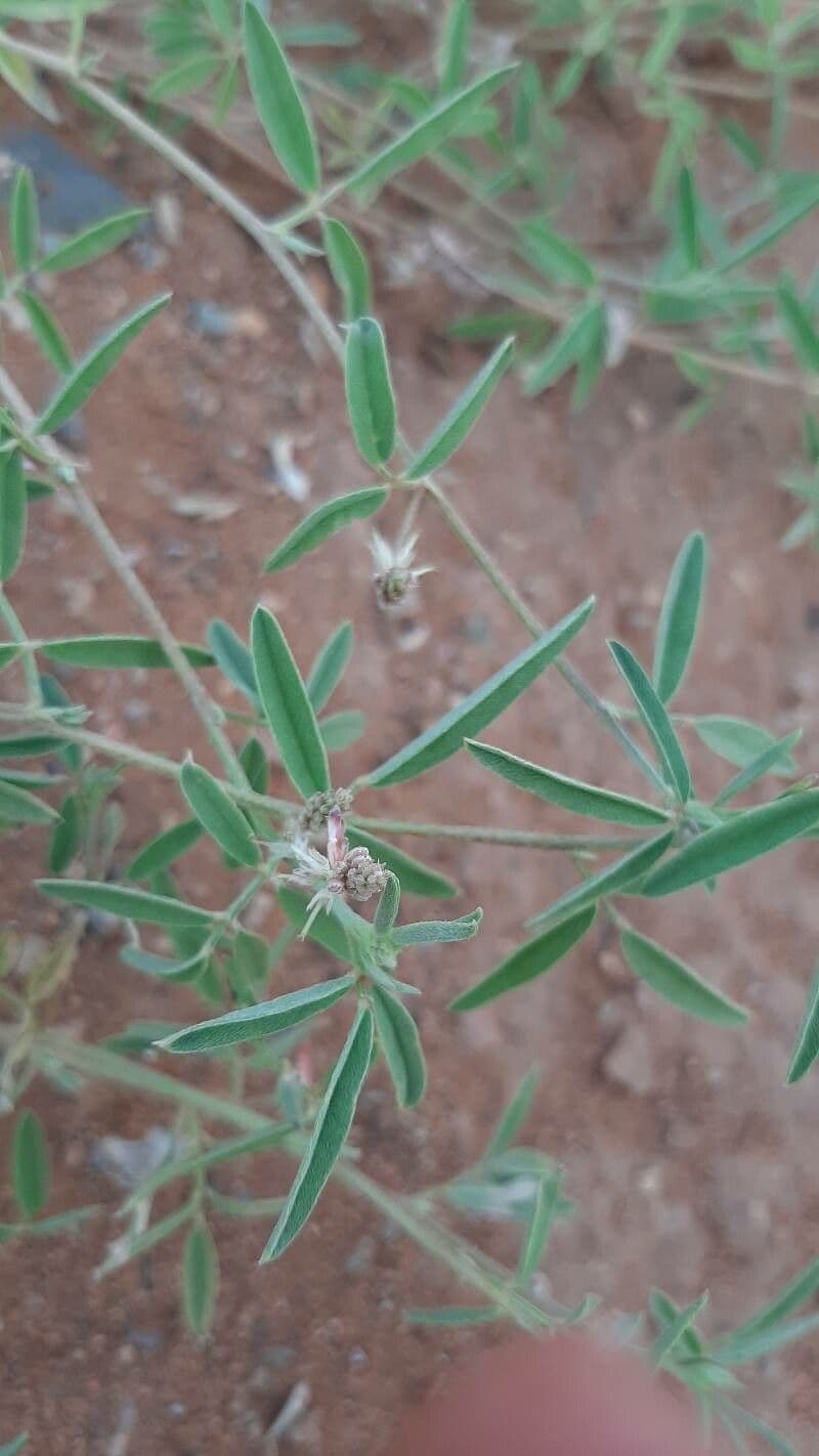 Indigofera 2