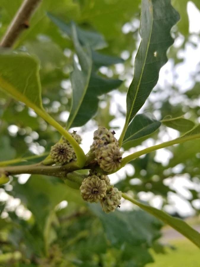Apfel-Eiche 9