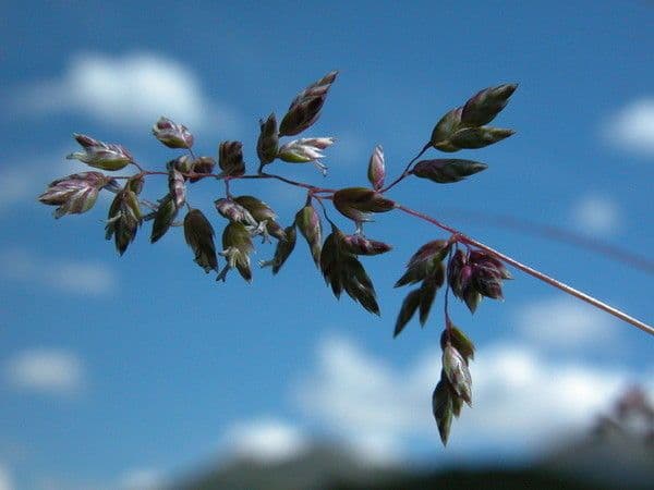 Alpen-Rispe 8