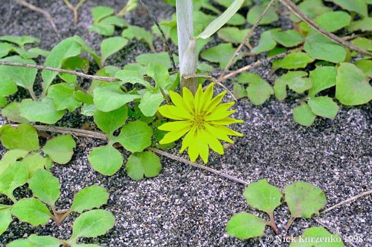 Ixeris repens