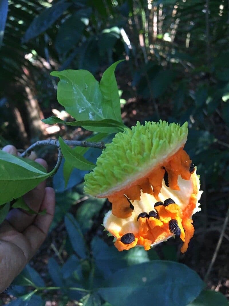 Tabernaemontana 2