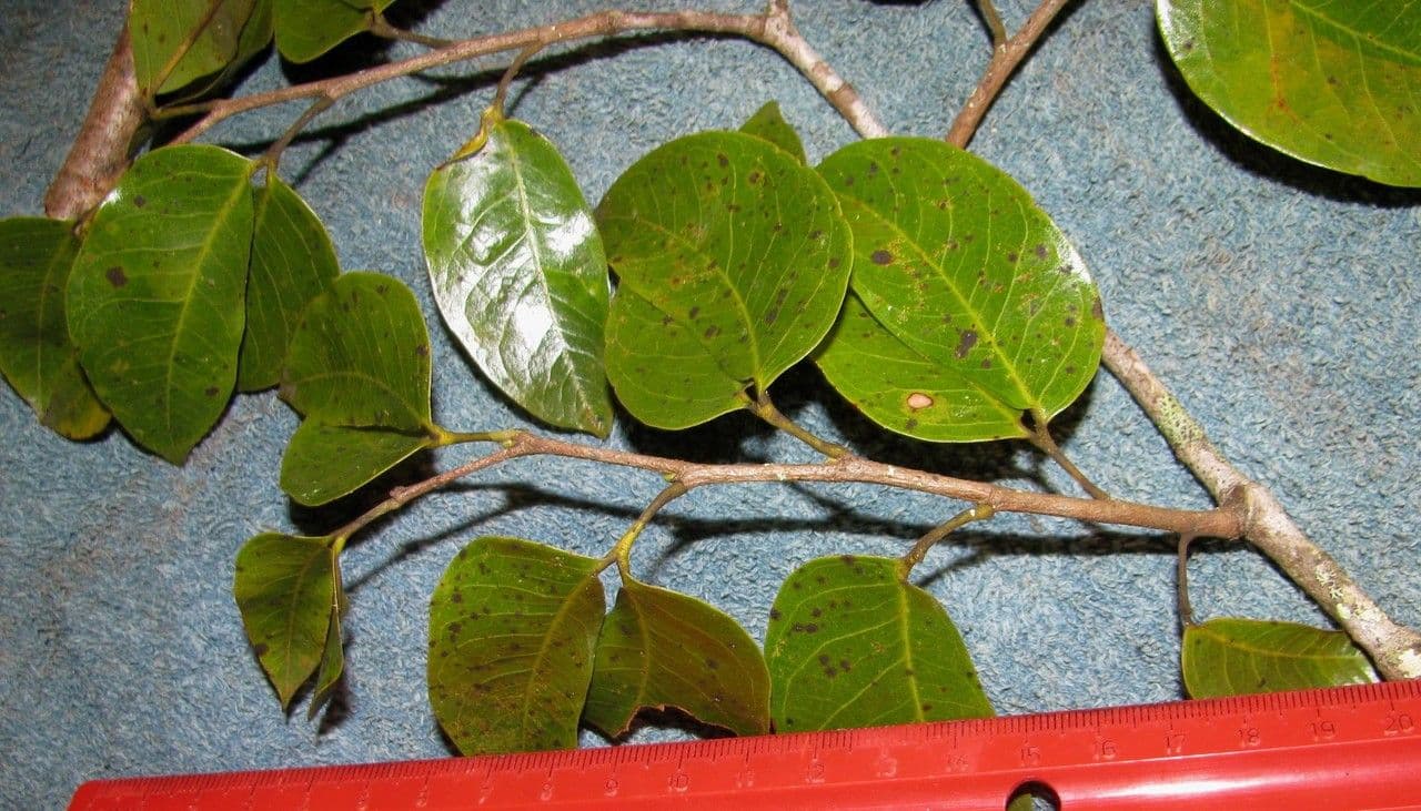 Hymenaea courbaril 21