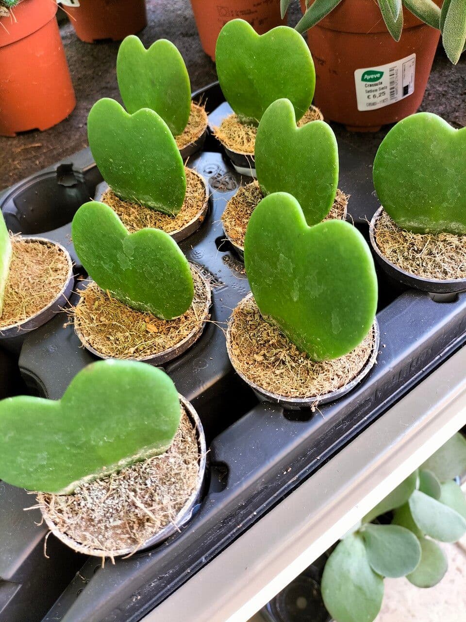 Hoya 13