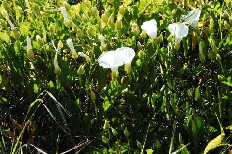 Calystegia macrostegia 7