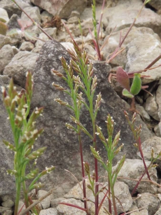 Catapodio rigido 19