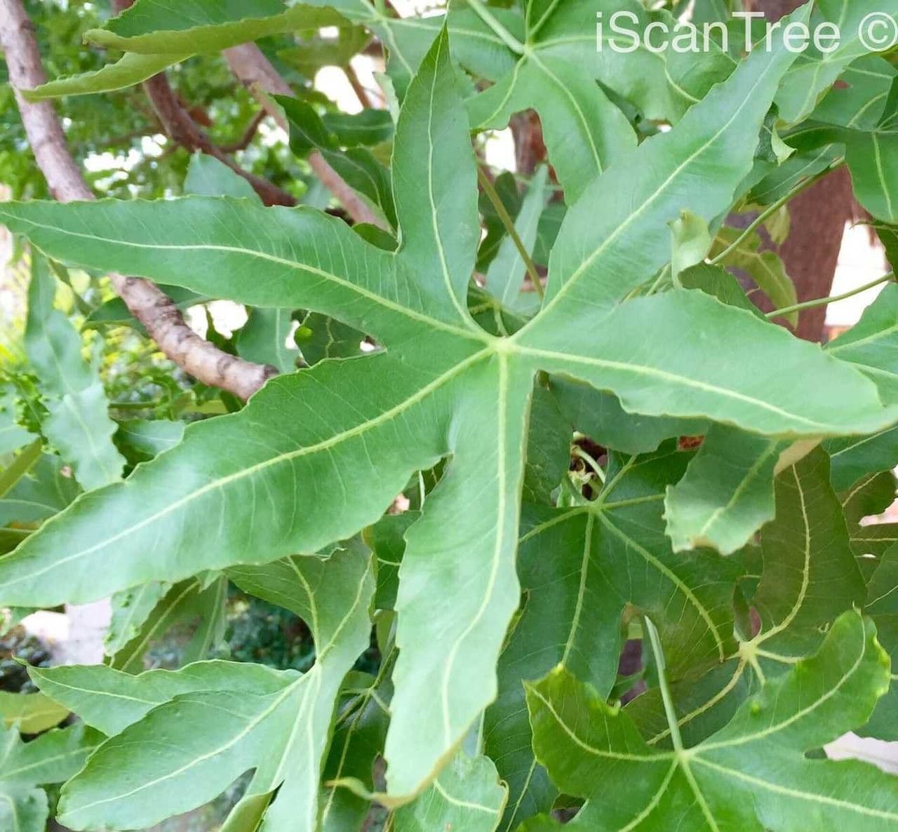 Kandelaberbaum 5