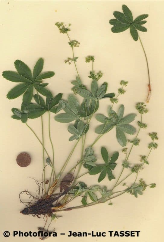 Przytulia blada 6