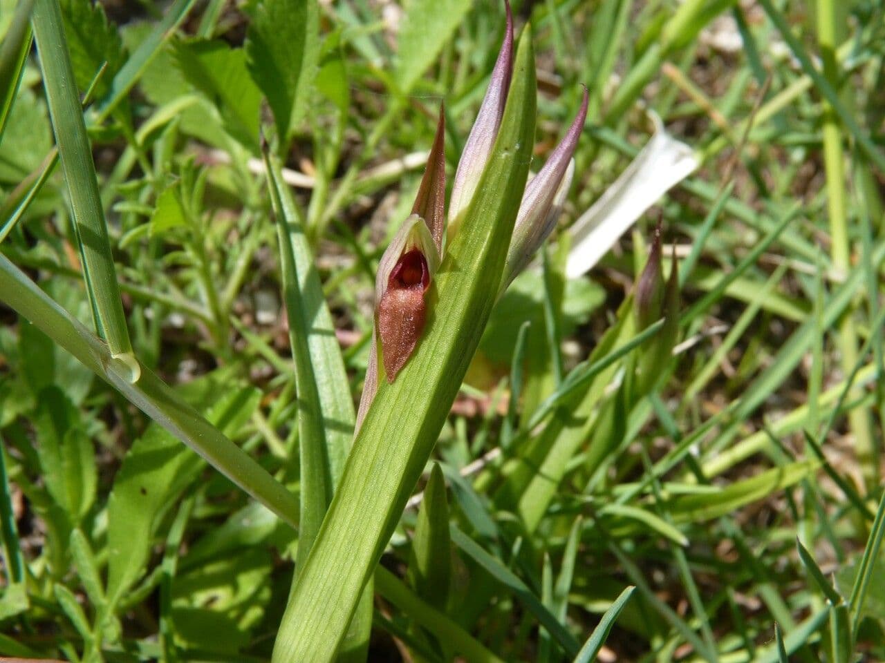 Serapias parviflora 28