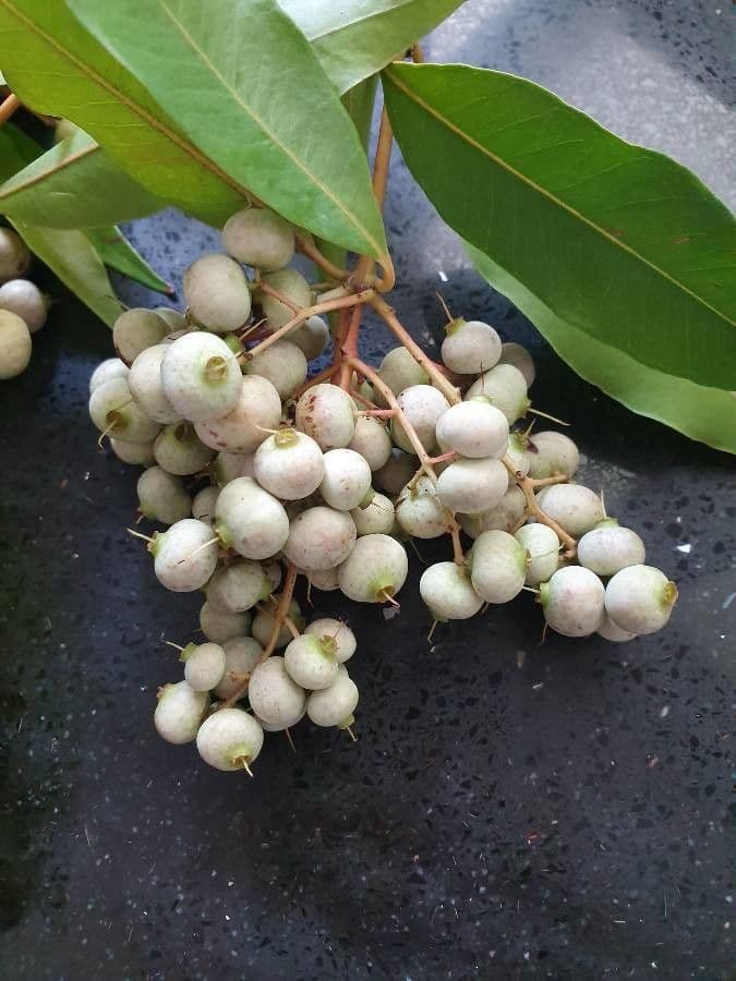 Syzygium 2