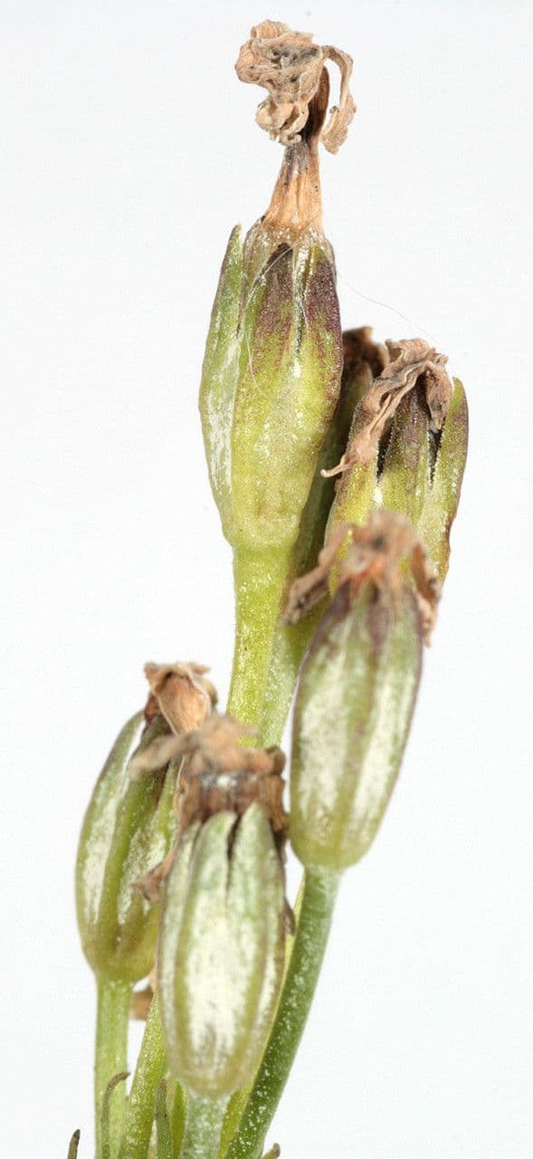 Primula di Laurent 2