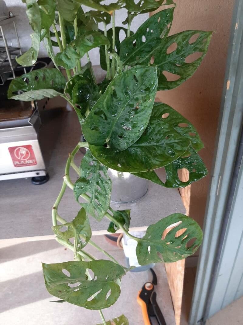 Monstera 4