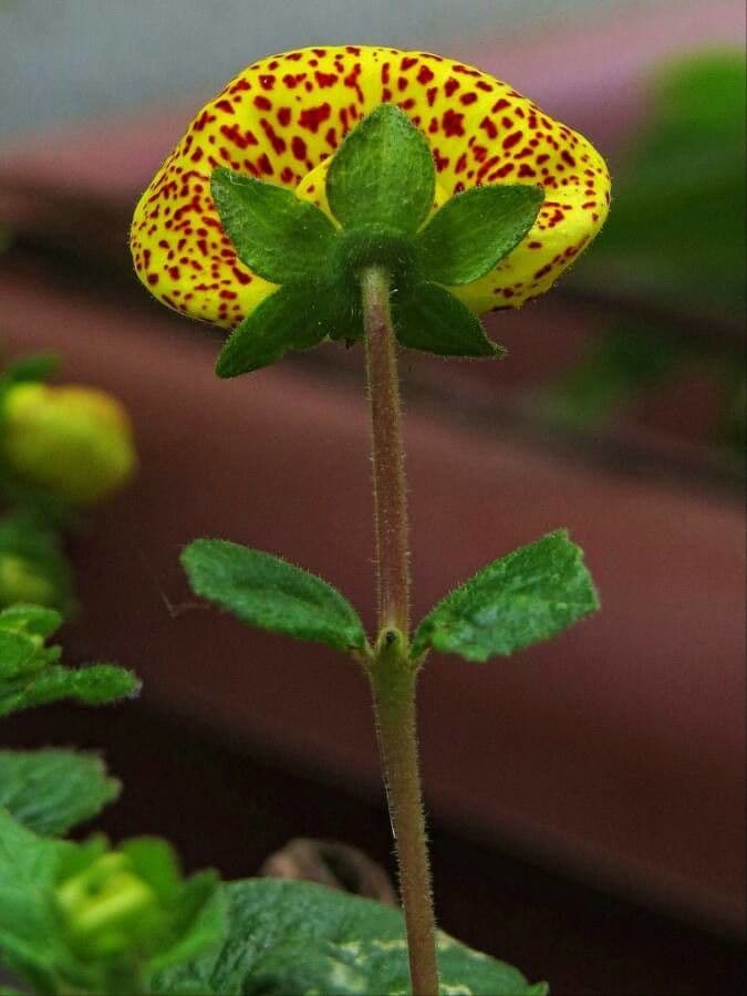 Calceolaria 3