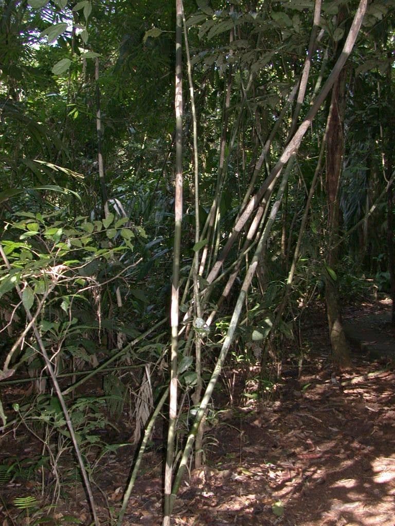 Elytrostachys 7