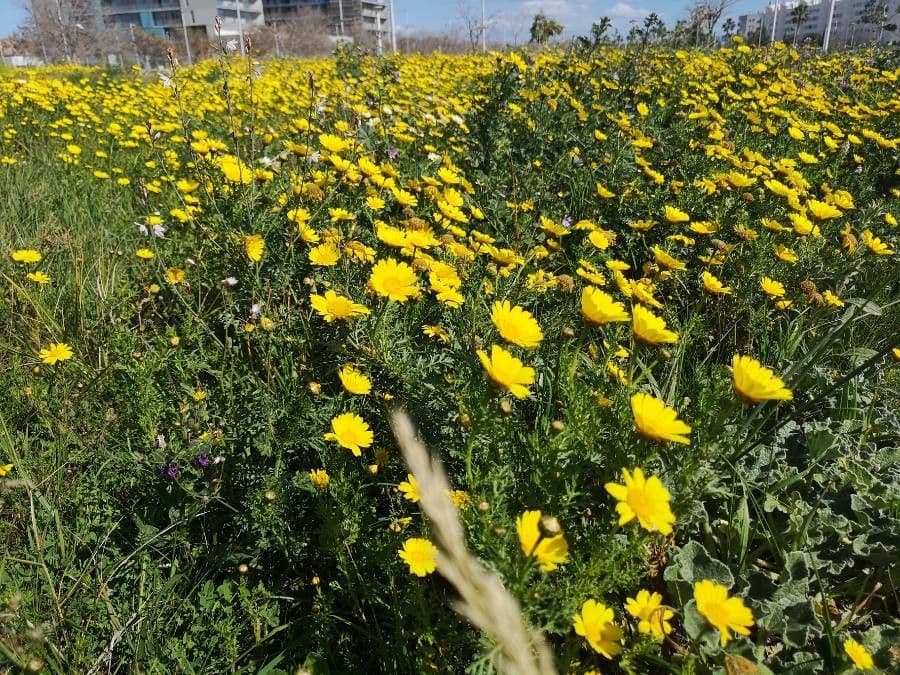 Saat-Wucherblume 12