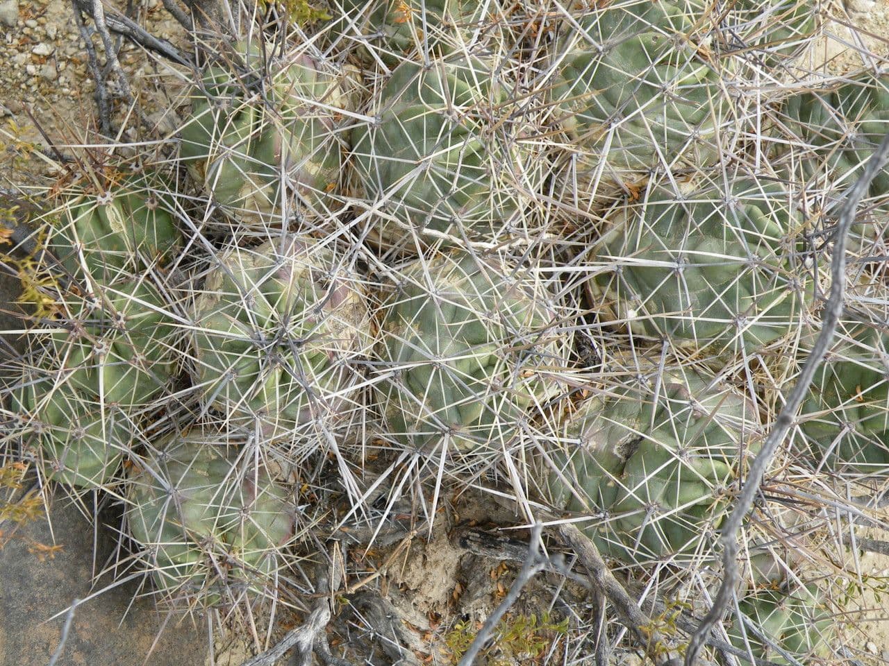 Cactus banana 12