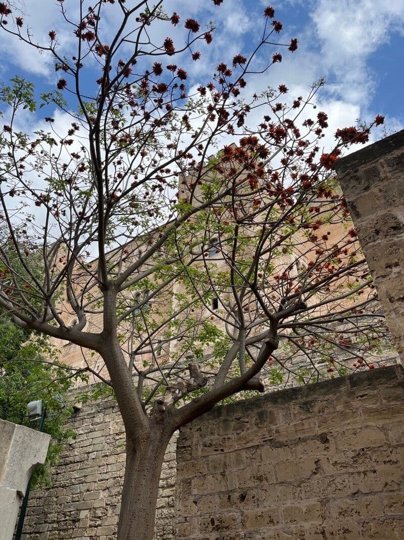 Kaffer-Korallenbaum 13
