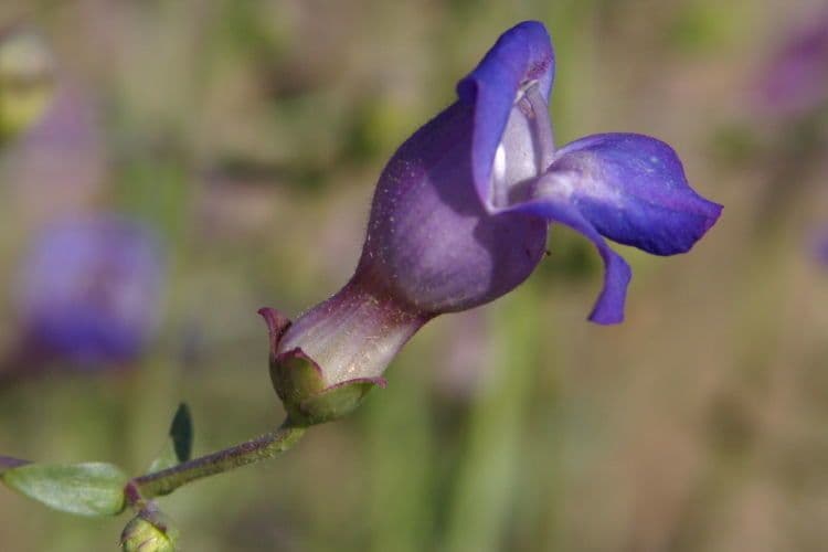 Penstemon
