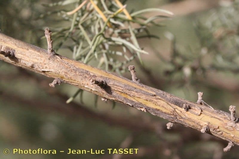 Adenocarpus decorticans 10