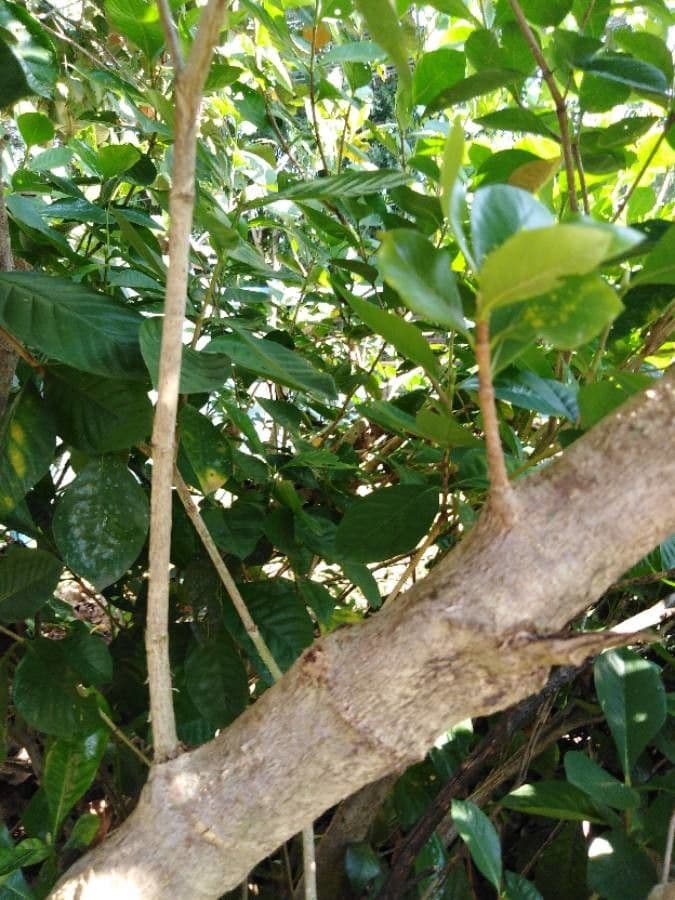 Gardenia 19