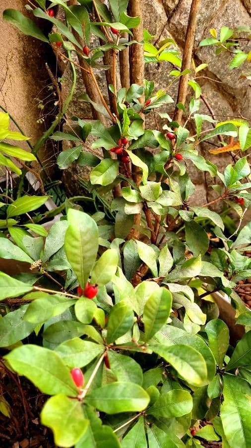 Synsepalum 16