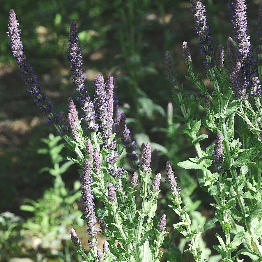 Nepeta tuberosa 6