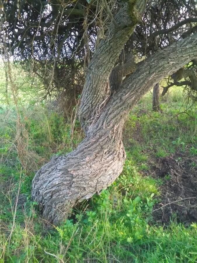 Prosopis 14