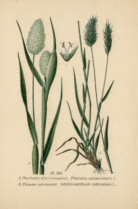 Scagliola 28