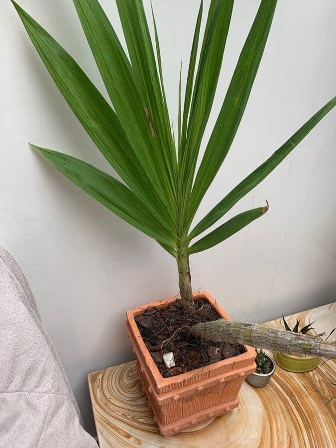 Orchidej 5