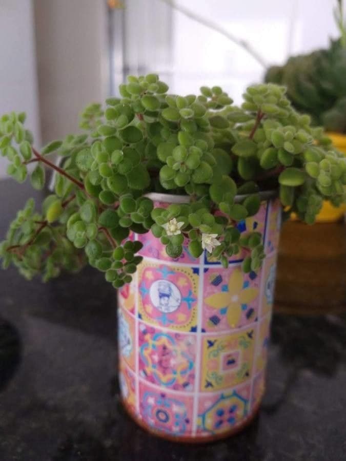 Crassula expansa 5