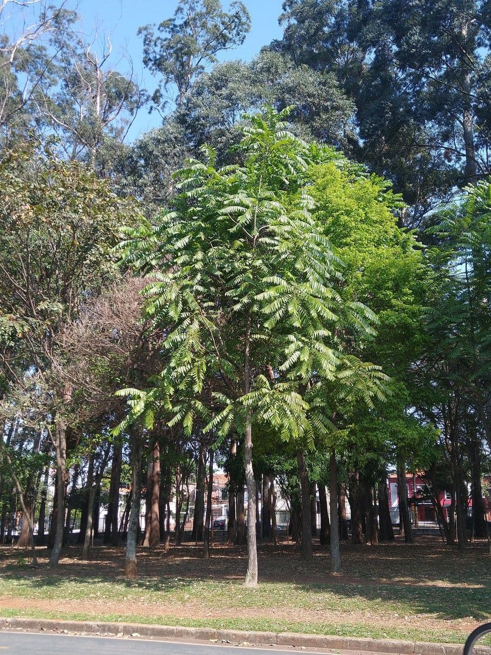 Cedrela fissilis 9
