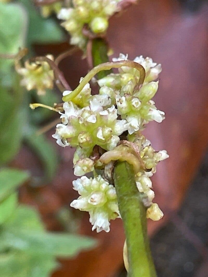 Cuscuta 5