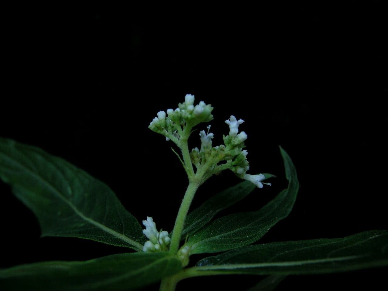 Knoxia