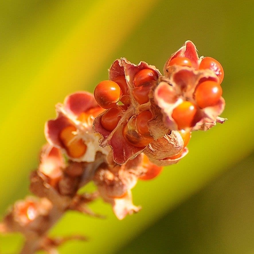 Crocosmia dorata