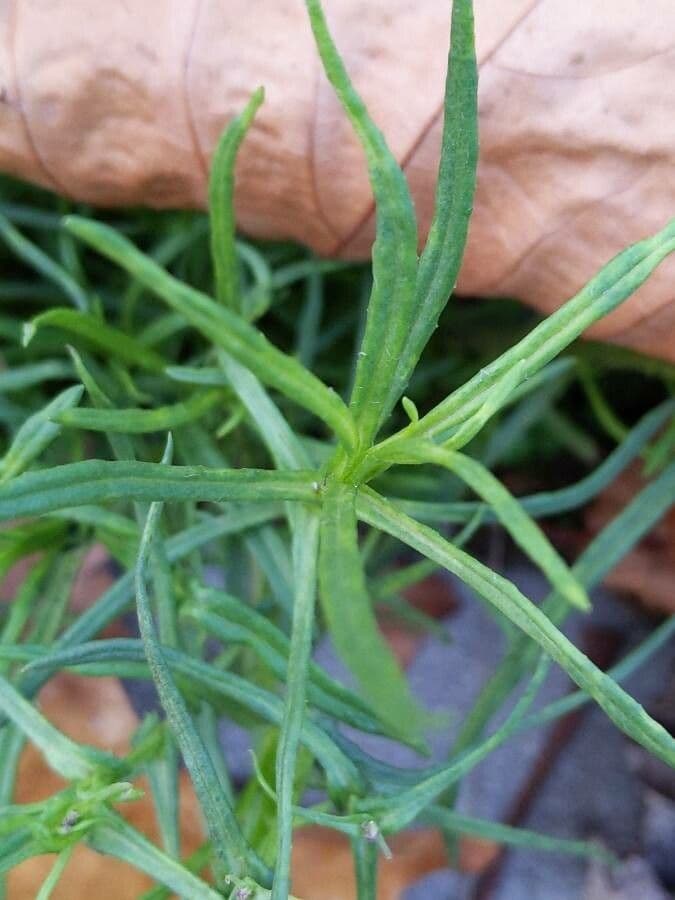 Schmalblättriges Greiskraut 17
