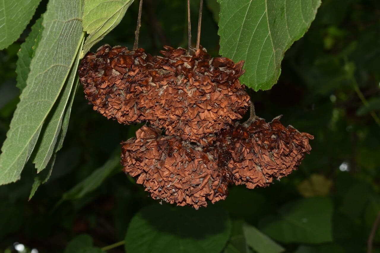Dombeya 3