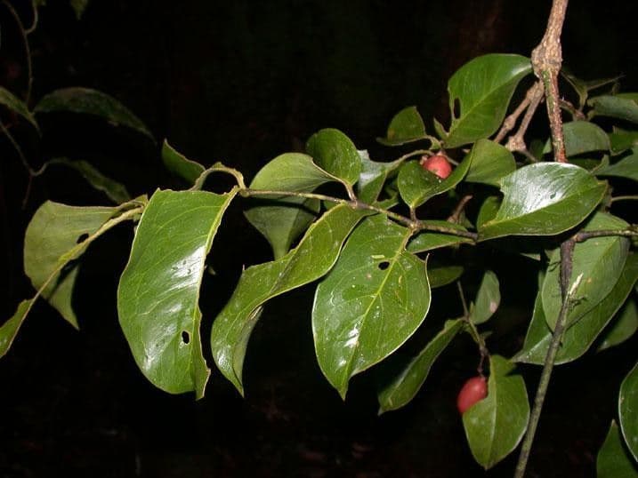 Gnetum 15