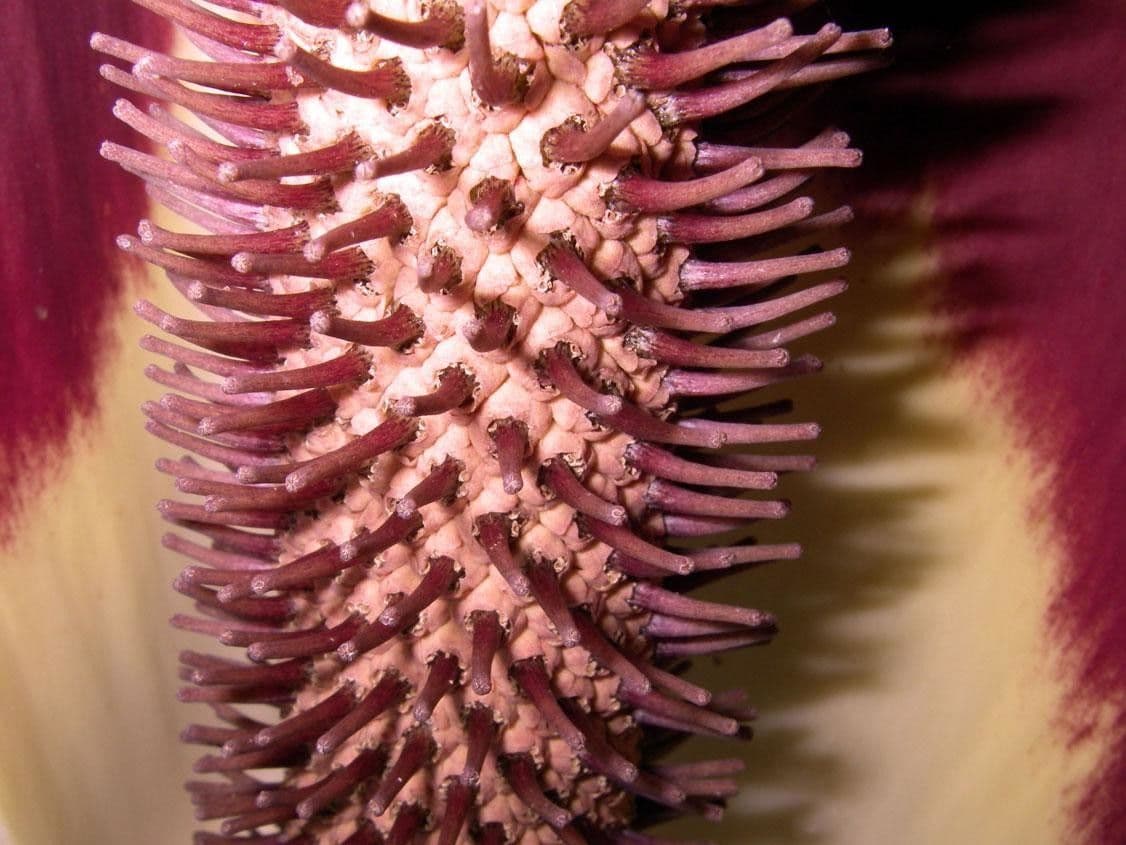 Dracontium