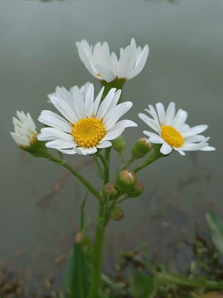 Senecio 3