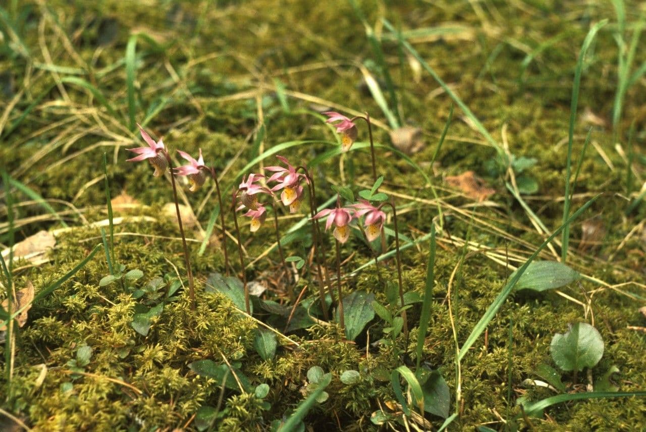 Calypso bulbosa 6