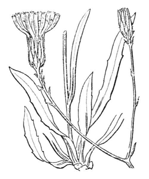 Falkenkraut