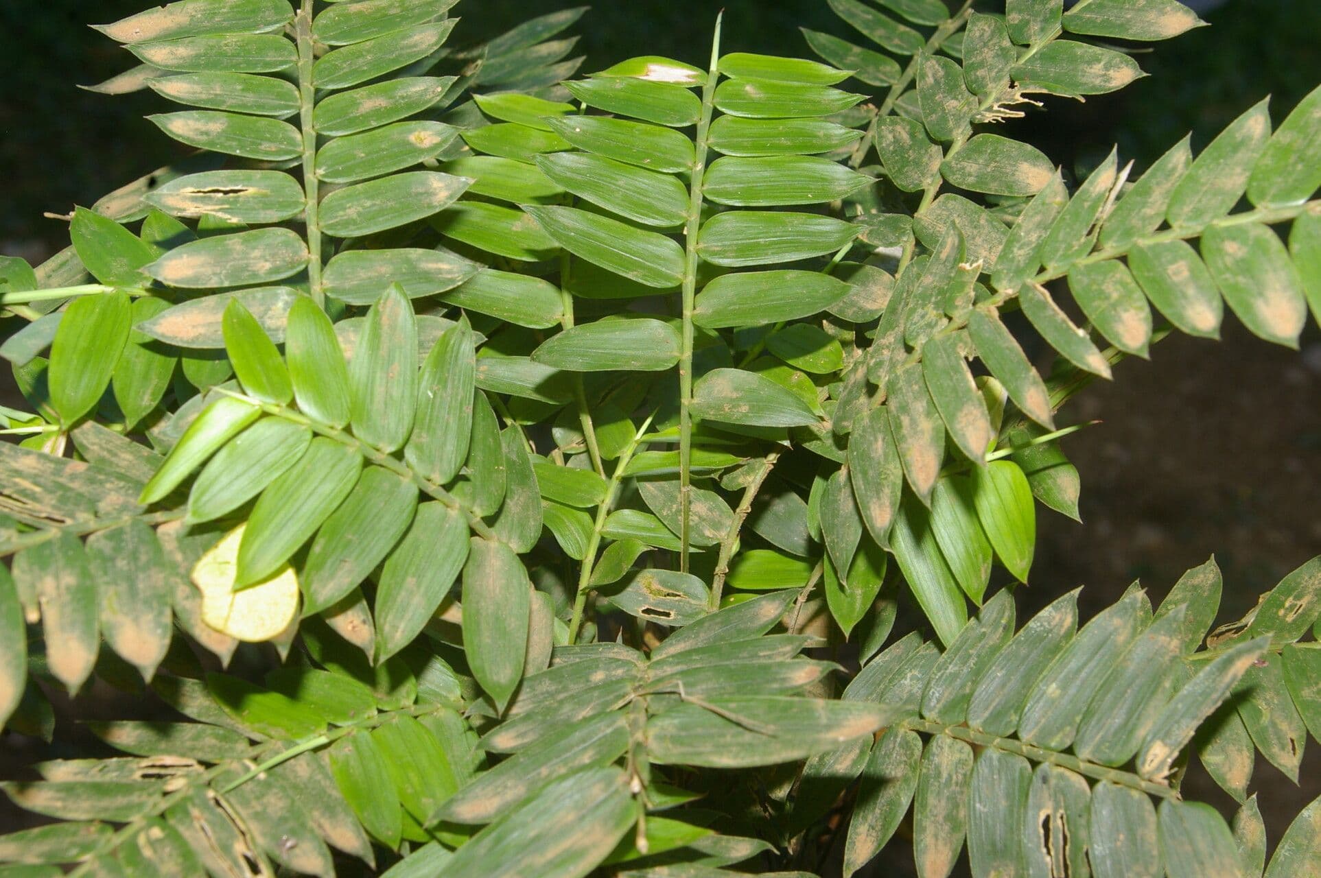 Cryptochloa 3