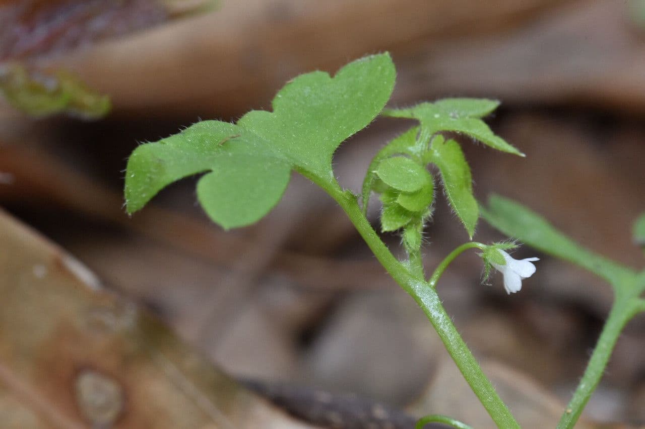 Nemophila 7