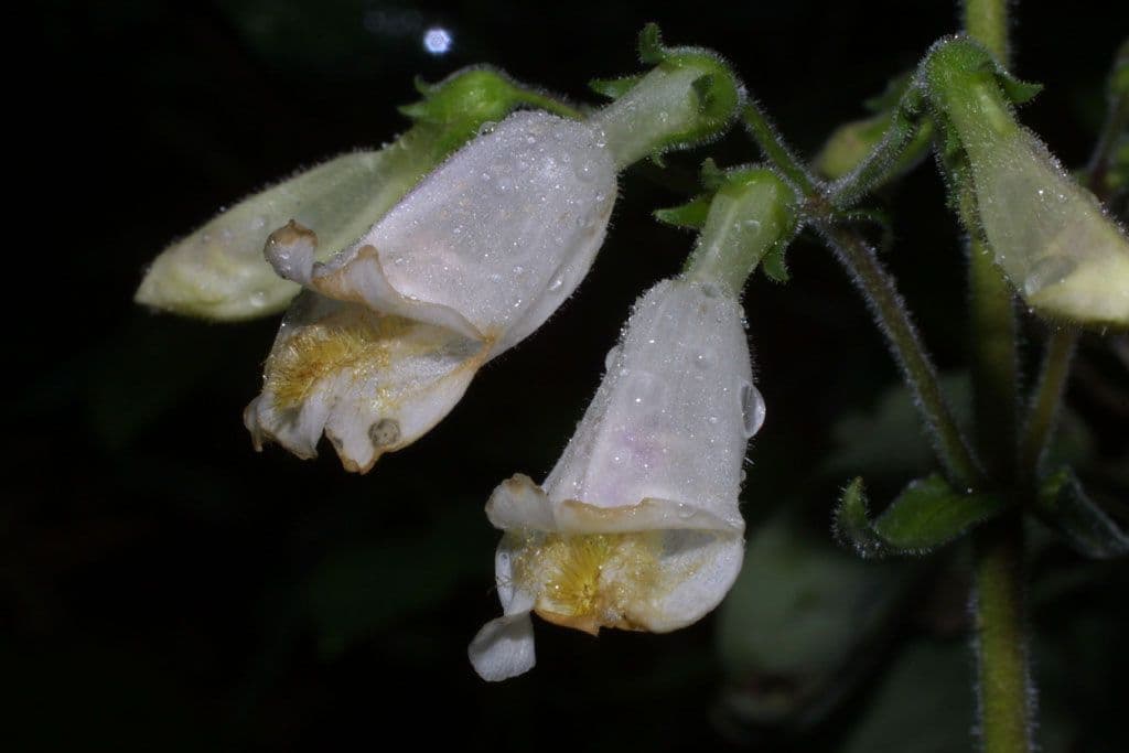 Penstemon 3