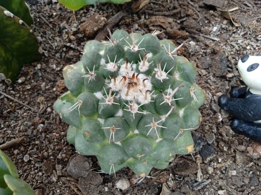 Mammillaria uncinata 19