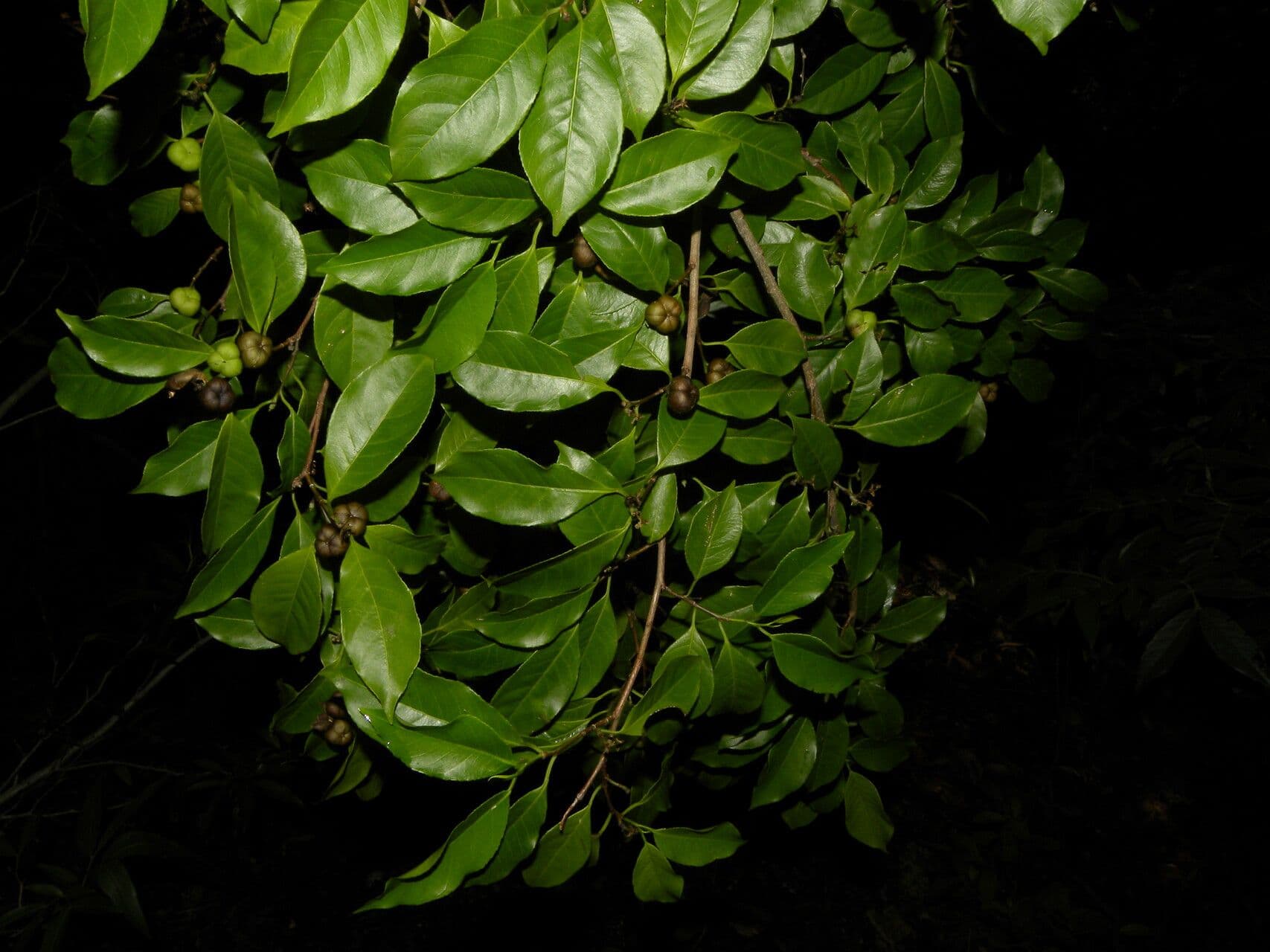 Sebastiania pavoniana 4